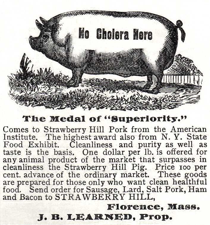 advertisement with pig bearing the words: no cholera here. Text below: The Medal of "Superiority."
Comes to Strawberry Hill Pork from the American
Institute.
The highest award also from N. Y. State
Food Exhibit.
Cleanliness and purity as well as
taste is the basis. One dollar per lb. is offered for
any animal product of the market that surpasses in
cleanliness the Strawberry Hill Pig. Price 100 per
and Bacon to STRAWBERRY HILL,
Florence, Mass.
