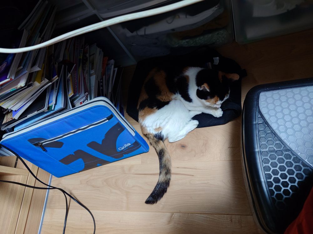 取り敢えず寛ぐ三毛猫。うめと言います