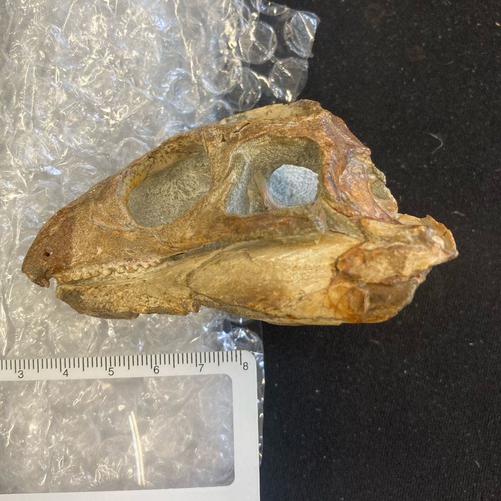 Skull of a fossilised reptile in left lateral view