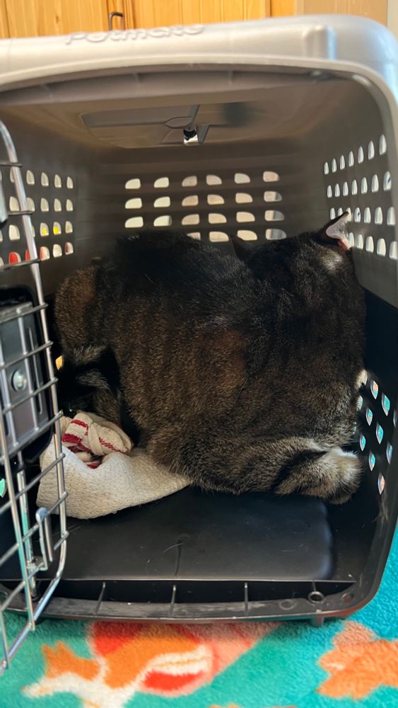 crow (the cat) squishing himself into the back of a plastic cat carrier