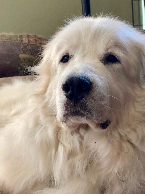 A particularly jowly Great Pyrenees who is proud of his stubbornness 