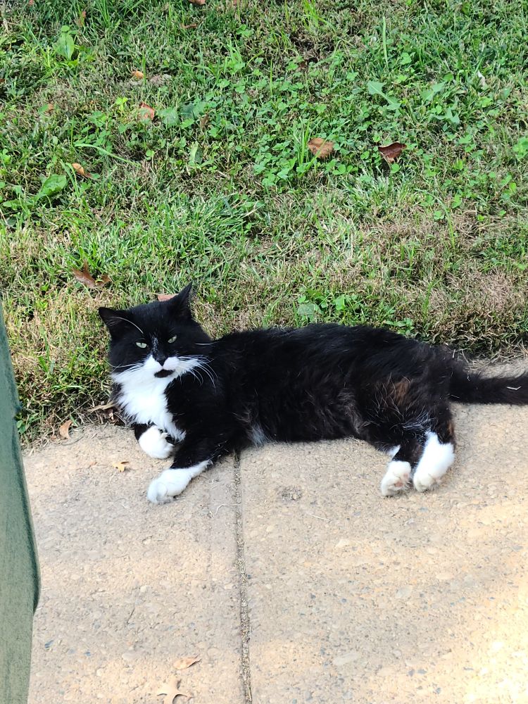 Black and white cat laying on the walkway. 