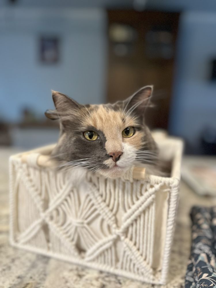 A very content tortie cat curled up in a white decorative box.  