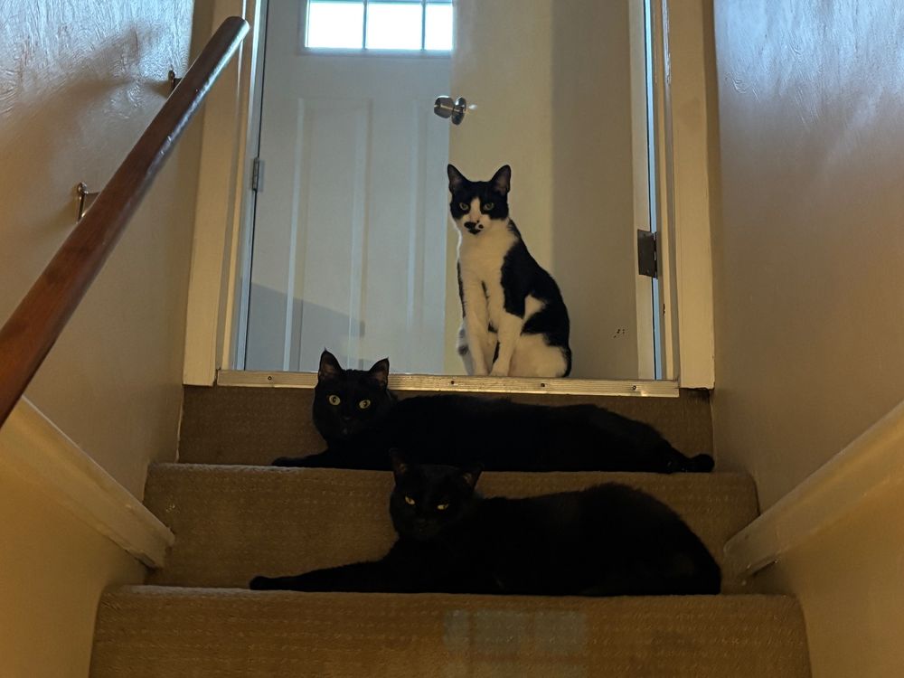Cats on a staircase looking a wee bit menacing. Kevin is black and white and is at the top of the stairs, Gus (Big Lucious) is black and on the first step, Groggy is black and on the second step.