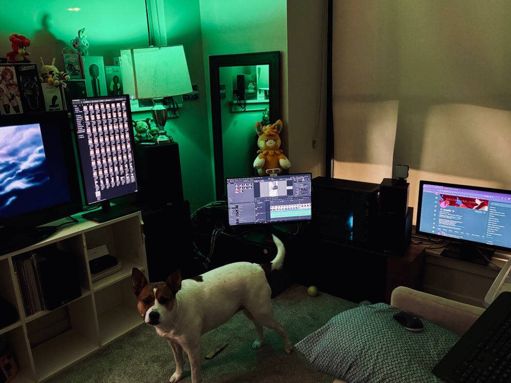 a photo of snacks’ dog- a red and white heeler looking at the camera in front of of three computer monitors. on the monitors are files, a video editing software, and snacks’ bluesky page. the area is lit by a green light in a white lamp. behind the lamp are some of snacks’ sex toy and pokemon plushy collection 