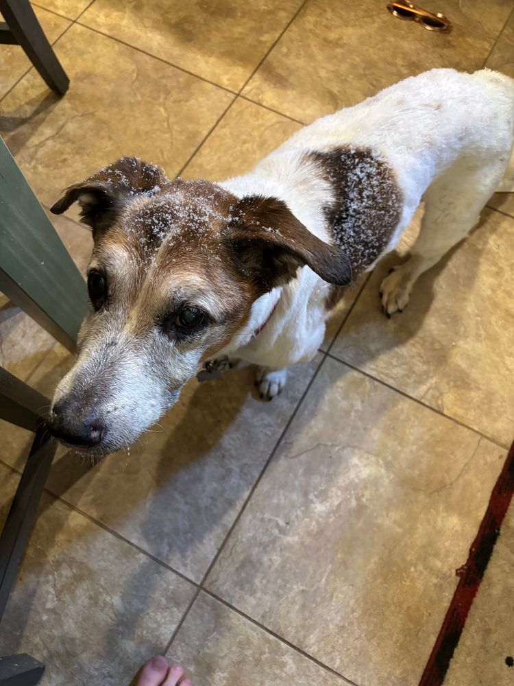 Brown and white dog, covered in snowflakes