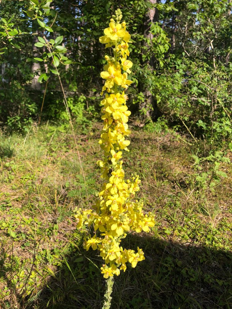 Verbascum Thapsus - Kungsljus in Swedish
