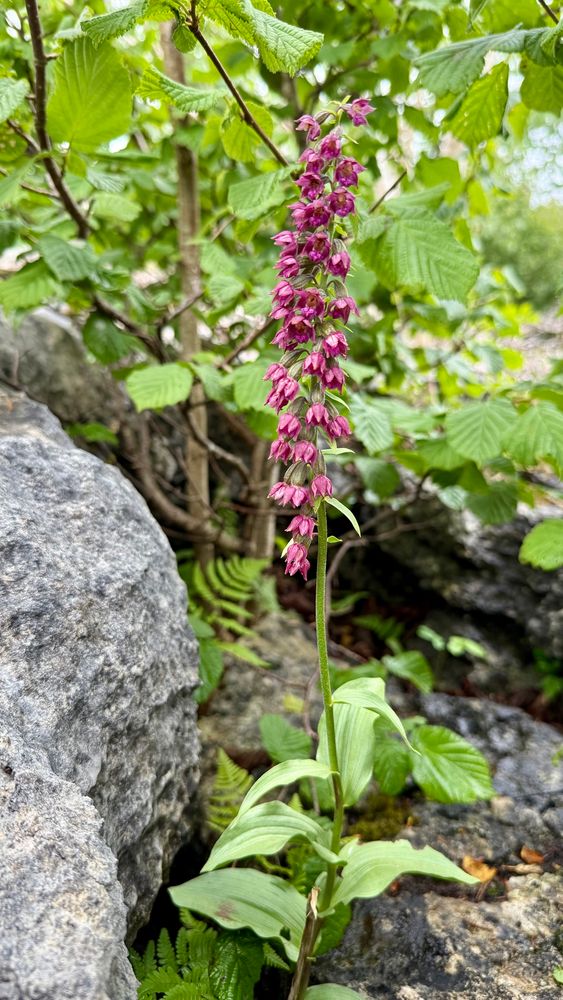 I’ve long wanted to see this hybrid and this example was truly stunning!!! Note the leaves at the base, just like a Broad-leaved Helleborine spiralling around the stem, whilst the flowers betray its Dark Red Helleborine parentage. 