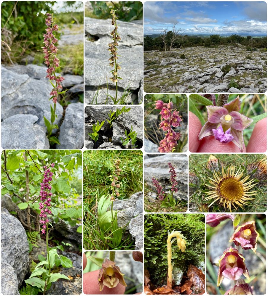 On a wonderful @mariposa_nature.bsky.social day out. We saw so many truly gorgeous orchids plus the wonderful Yellow Birds-nest and Angular Solomon’s Seal all set within the incredible landscape of the spectacular Hutton Roof!! 
