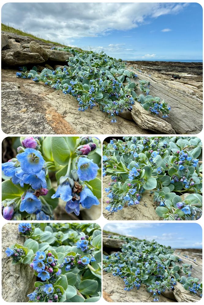 The Oysterplant is a very beautiful and rare member of the Borage Family. Like other members of this family such as Lungwort or Forget-me-not, the buds are pink before opening to five-petalled blue flowers. In the Uk it is a northern coastal plant and it’s a species on the edge. Much reduced in its former range, it dislikes rising sea levels and its seeds require a good winter chill in order to germinate. 