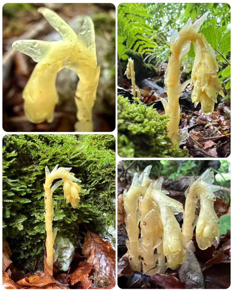 Lacking chlorophyll this beautifully strange parasitic plant obtains its nutrients from a fungus. Fascinatingly it is a myco-heterotroph, getting its food through parasitism upon fungi rather than photosynthesis. These fungi form a mycorrhiza with nearby tree species.