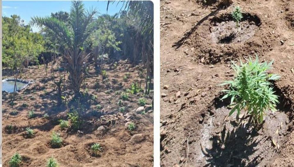 PM e PF incineram mais de 48 mil pés de maconha em Carnaubeira da Penha, no Sertão