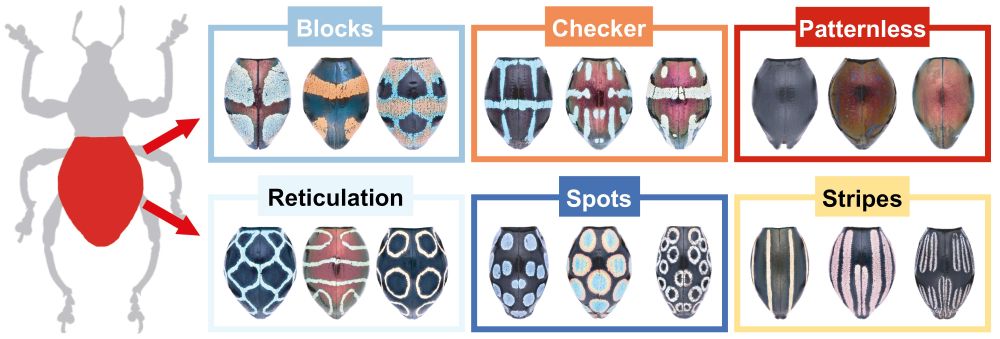 Figure 1.Six categories of dorsal pattern on elytra of Pachyrhynchus.
