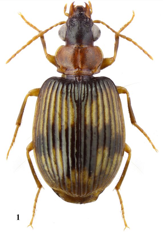 Figure 1. Habitus of male Coptodera (Coptoderinella) congoana Burgeon, 1937 (Gabon, Ivindo NP).