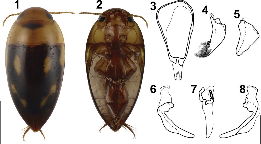 Habitus (1, 2) and genitalia (3–8) of Liocanthydrus nanops Baca et al., 2014, male from Argentina, Misiones Province (LEBA) 1 dorsal aspect 2 ventral aspect 3 segment IX, right lateral aspect 4 right lateral lobe, right lateral aspect 5 left lateral lobe, right lateral aspect 6 median lobe, left lateral aspect 7 median lobe, dorsal aspect 8 median lobe, right lateral aspect. Scale bars: 1.00 mm (1, 2); 0.25 mm (3–8).

