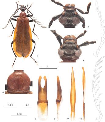 Pseudodendroides frontalis Gao & Pan, sp. nov., paratypes 1 habitus, male, dorsal view 2, 3 head, dorsal view: 2 male 3 female 4, 5 antenna: 4 male 5 female 6 pronotum, male, dorsal view 7, 8 tegmen: 7 dorsal view 8 lateral view 9, 10 penis: 9 dorsal view 10 lateral view. Scale bars: 5 mm (1); 1 mm (2–10).

