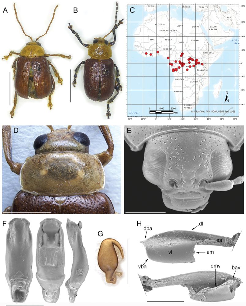 Afrotropicaltica fulvipennis (Jacoby) comb. nov. A lectotype of Blepharida favareli Achard, male, Ogooué, Sam-Kita, habitus B holotype of Cladocera fulvipennis Jacoby, male, habitus C distribution D head, pronotum, and base of elytra, male, Cameroun, Victoria E head, Republique du Congo, P.N. d’Odzala, Mbandza F median lobe of the aedeagus, from left to right in ventral, dorsal, and lateral view, Republique du Congo, P.N. d’Odzala, Mbandza G spermatheca, paralectotype of Blepharida favareli Achard, Democratic Republic of the Congo, Eala H metafemoral extensor tendon, Camerun, Victoria. Abbreviations: am: apical margin; bav: basal angle of the ventral lobe; dba: dorsal-basal angle; dl: dorsal lobe; dmv: dorsal margin of the ventral lobe; ea: extended arm; vba: ventral-basal angle; vl: ventral lobe. Scale bars: 3 mm (A, B); 1 mm (D, E, F, G); 500 μm (H).

