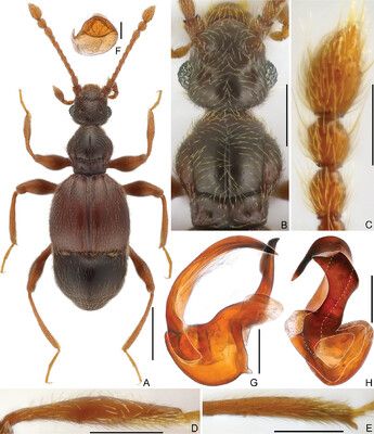 Morphology of Arthromelodes lhunzensis sp. nov., male A dorsal habitus B head and pronotum C antennal club D protibia E mesotibia F sternite 7 (IX) G, H aedeagus, lateral (G), and ventral (H). Scale bars: 0.5 mm (A); 0.3 mm (B); 0.2 mm in (C, D, E); 0.1 mm in (F, G); 0.05 mm (A).

