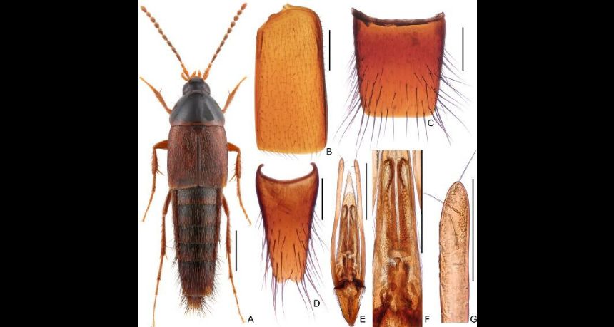 FIGURE 1. Parabolitobius macropterus sp. nov., male. A. Dorsal habitus. B. Right elytron. C. Sternite VII. D. Sternite VIII. E. Aedeagus, ventral. F. Endophallus armature, dorsal. G. Apical portion of paramere. Scale bars: 1.0 mm in A; 0.5 mm in B–F; 0.2 mm in G.
