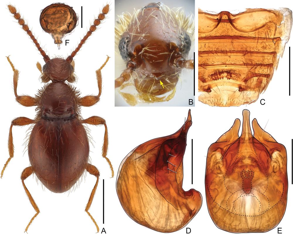 Euconnus (s. str.) dulcis (B–E male A, F female) A dorsal habitus B head, in anterior view, showing clypeal angulation C sternites, showing modification on 4 (VI) and 5 (VII) D, E aedeagus, lateral (D) and ventral (E) F spermatheca, lateral. Scale bars: 0.5 mm (A); 0.2 mm (B, C); 0.1 mm (D, E); 0.05 mm (F).

