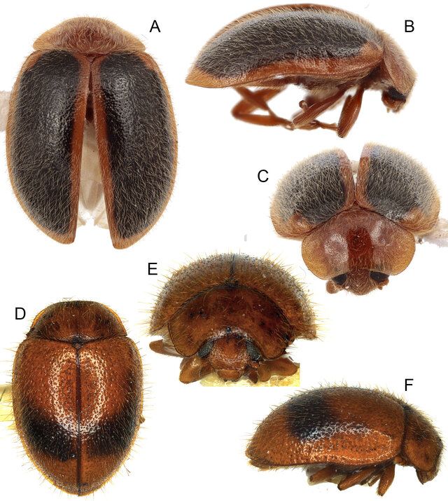 Figure 1. New species of Rodatus Mulsant: (A–C) R. lawrencei sp. nov.; (D–F) R. wiolettae sp. nov. A, D – habitus, dorsal; B, F – habitus, lateral; C, E) – habitus, frontal.
