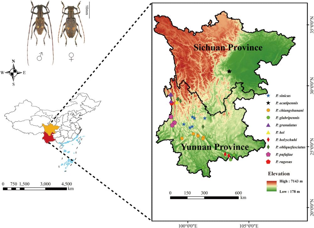 Occurrence records of Pseudoechthistatus in China.
