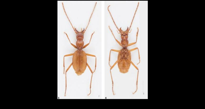 FIGURES 3–4. Inotrechus usholtaensis sp. nov. (3) Habitus of the holotype, dorsal view. (4) Habitus of a paratype, lateral view. Note: setae are marked with white dots.
