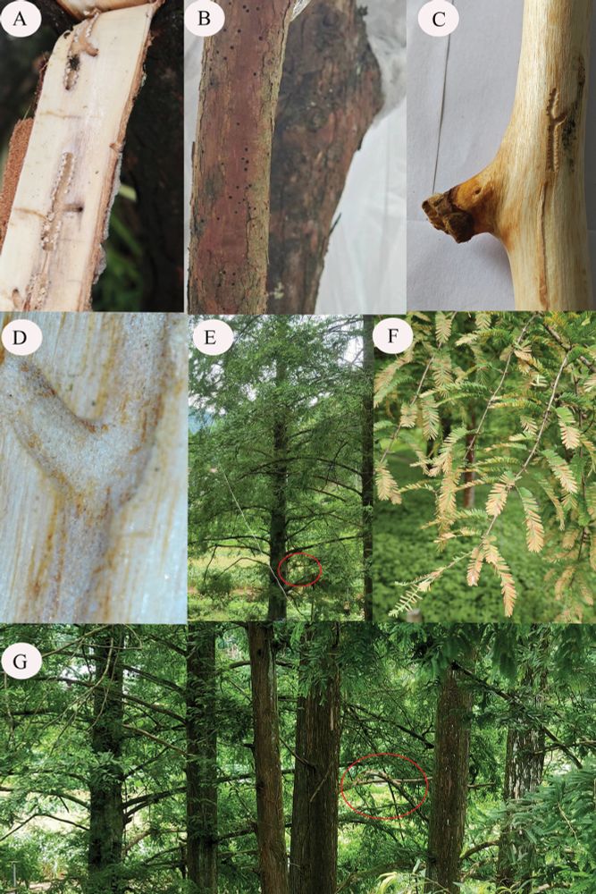 A galleries on the underside of bark B invasion holes in tree branches C, D Phloeosinus metasequoiae sp. nov. galleries in tree branches E–G trees infested with P. metasequoiae sp. nov.

