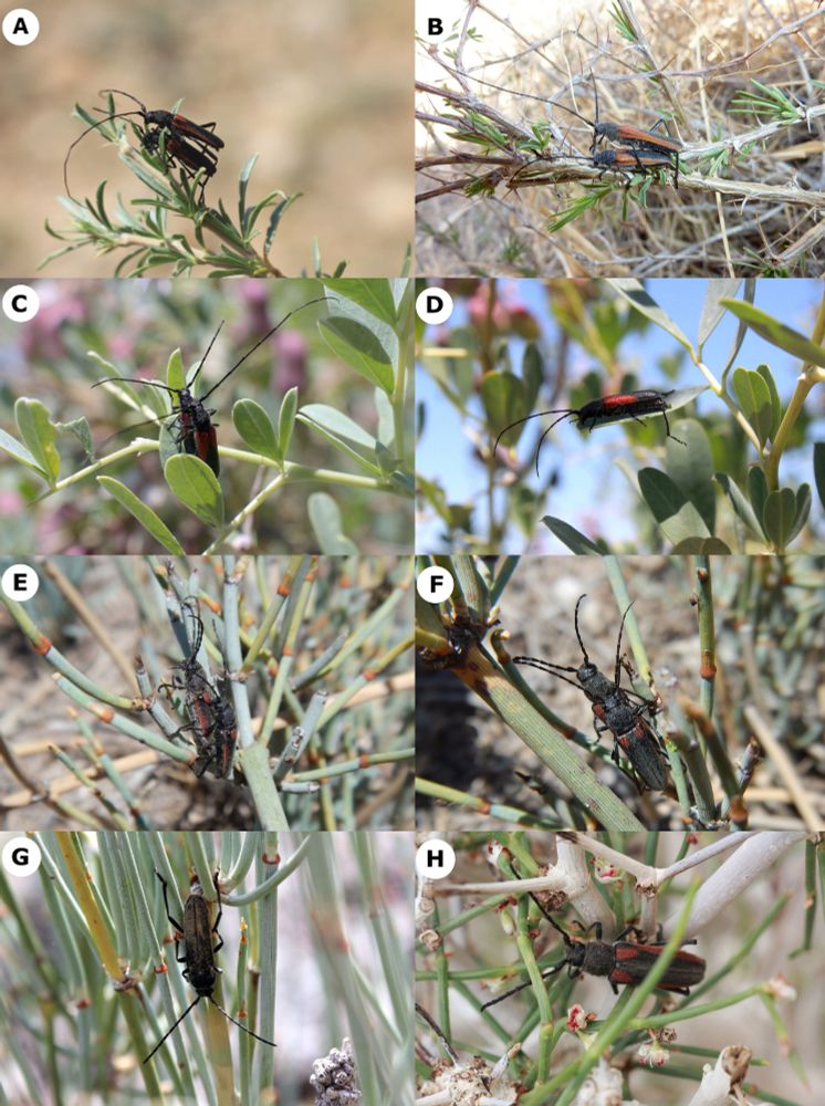 Photographs of adult beetles in situ (A) Anoplistes halodendri halodendri (rock ecotype) in copula on Caragana; (B) Anoplistes halodendri halodendri (sand ecotype) in copula on Caragana; (C, D) Anoplistes jacobsoni in copula on Halimodendron (C), solitary female (D); (E, F) Anoplistes forticornis in copula on Ephedra; (G) Anoplistes galusoi male on Ephedra; (H) Anoplistes mongolicus female.
