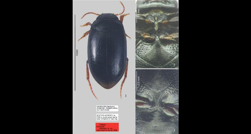FIGURE 1–3. Hydroporus karabegan sp. nov.: (1) habitus and labels; (2) ventral side, prosternal process; (3) ventral side, metacoxal lines and processes.
