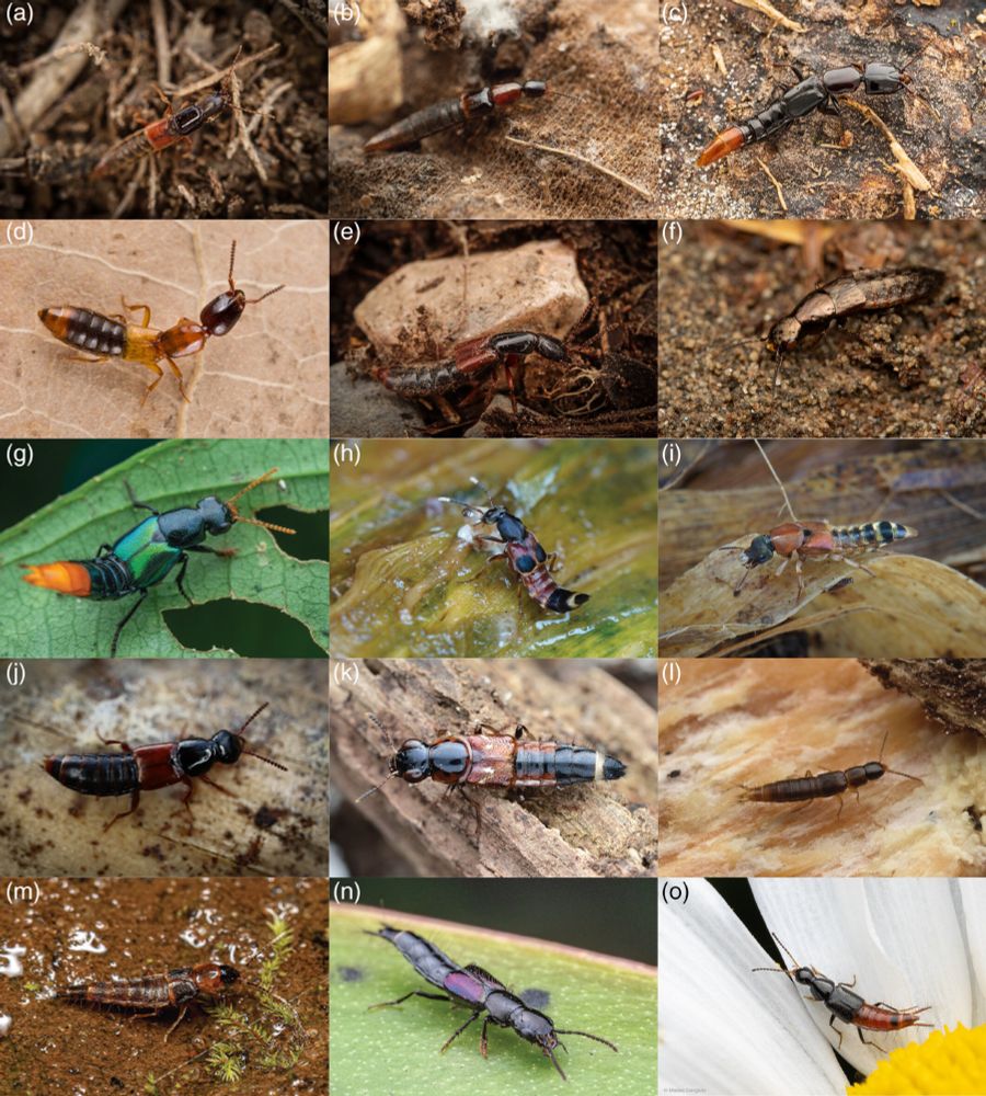 Diversity of Staphylininae. (a) Platyprosopus elongatus. (b) Diochus schaumi (credit: Thomas Shahan). (c) Homalolinus sp. (credit: Zhenhao Feng). (d) Xantholinus tricolour (credit: Nikolai Vladimirov). (e) Othius chrysurus. (f) Valdiviodes ashworthi (credit: Bernardo Segura Silva). (g) Photinopygus calidus (credit: Laurent Hesemans). (h) Hesperosoma guizhouense. (i) Platydracus sp. (j) Quedionuchus glaber. (k) Bolitogyrus magnimaculosus (credit: Fan Gao). (l) Ctenandropus sp. (credit: Fan Gao). (m) Atanygnathus sp. (credit: Vinícius Rodrigues de Souza). (n) Cheilocolpus viridulus (credit: Nicky Bay). (o) Loncovilius variabilis (credit: Matías Gargiulo).
