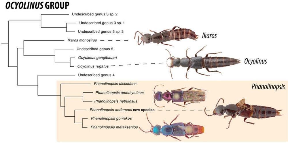 Phylogeny of the Ocyolinus group of Xanthopygina, as reconstructed from a maximum likelihood analysis of a hybrid enrichment dataset using IQTREE. Analysis from Brunke and Chatzimanolis (2024).

