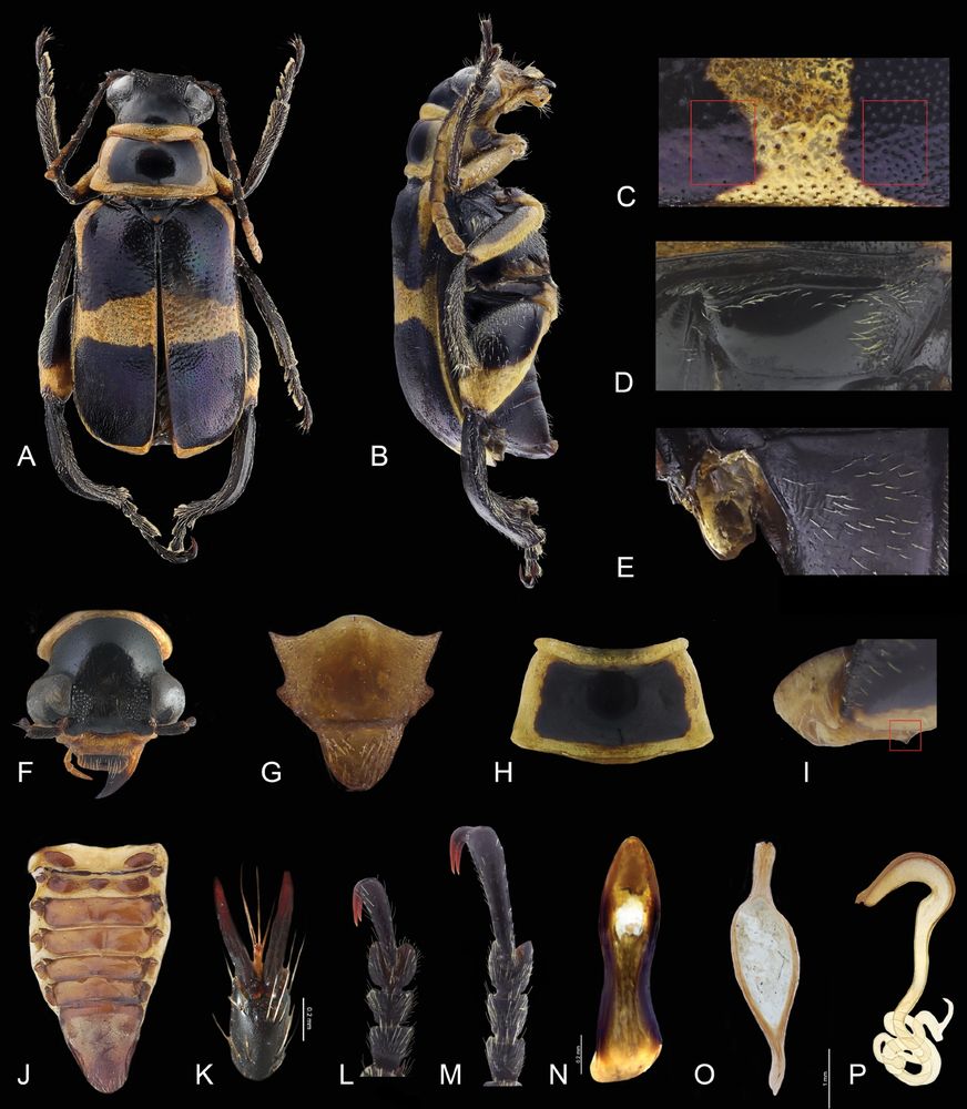 Agathomerus pulcher A dorsal view B lateral view C elytral punctation D metaepisternum E mesoventral and metaventral process F frontal view G mesoscutum H pronotum I coxa J dorsal abdomen view K claws L protarsomeres M metatarsomeres N middle lobe O tegmen P spermatheca.

