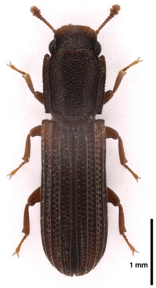 Dorsal habitus of Bitoma carinata collected from Union Co., North Carolina, USA.

