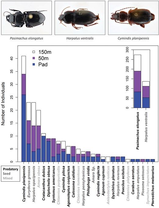 Fig. 1.Abundance of individual carabid species, ordered from most to least abundant, and colored according to transect type: on Pad (blue, bottom bar), 50 m from Pad edge (purple, middle bar), 150 m from Pad edge (white, upper bar). The 3 most abundant species are pictured across the top, and the counts for the two most abundant species can be found in the figure inset. Functional groups are indicated by the color of species names across the x-axis: Predatory (black), Seed Predator (dark gray), or Mixed (light gray). (Photo credit: ES Waite)
