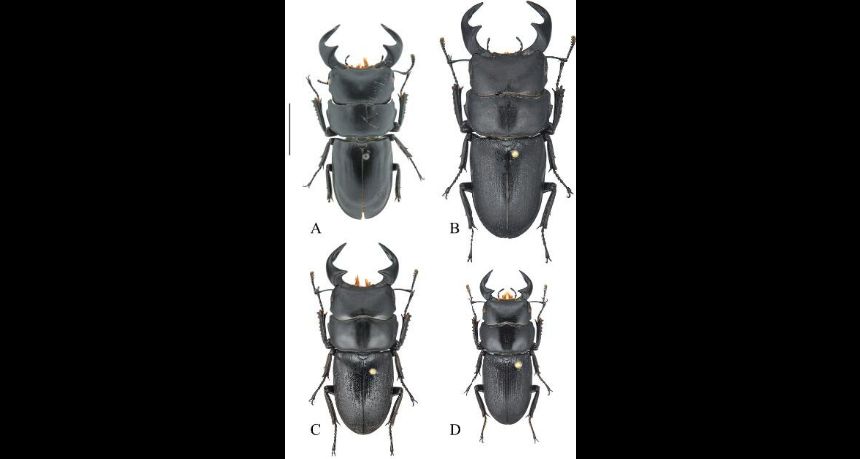 FIGURE 2. Male habitus of Dorcus species in dorsal view. A, D. liyuani Qi & Zhan, new species, (paratype, 38.2 mm, large sized, Tanchang, Gansu); B, D. tianlongi Wang & Zhou, 2019 (46.0 mm, large sized, Jiangkou, Guizhou); C–D, D. liyingbingi Huang & Chen, 2013 (paratypes, Gongshan, Yunnan); C, 37.0 mm, large sized; D, 30.0 mm, medium sized. Scale bar = 10.0 mm.
