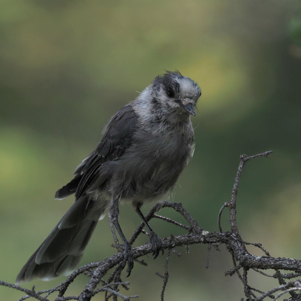 A Canada Jay on  branch.