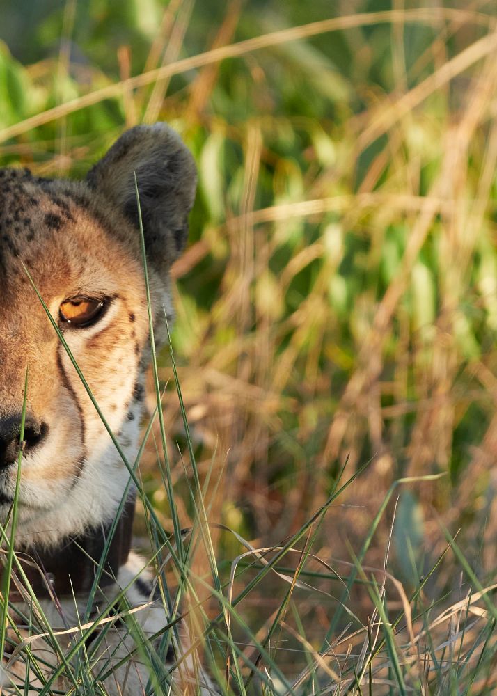 Male cheetah in the grass
