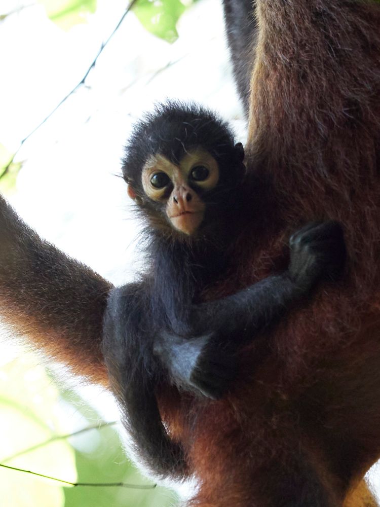 Spider monkey baby clinging on to her mom.