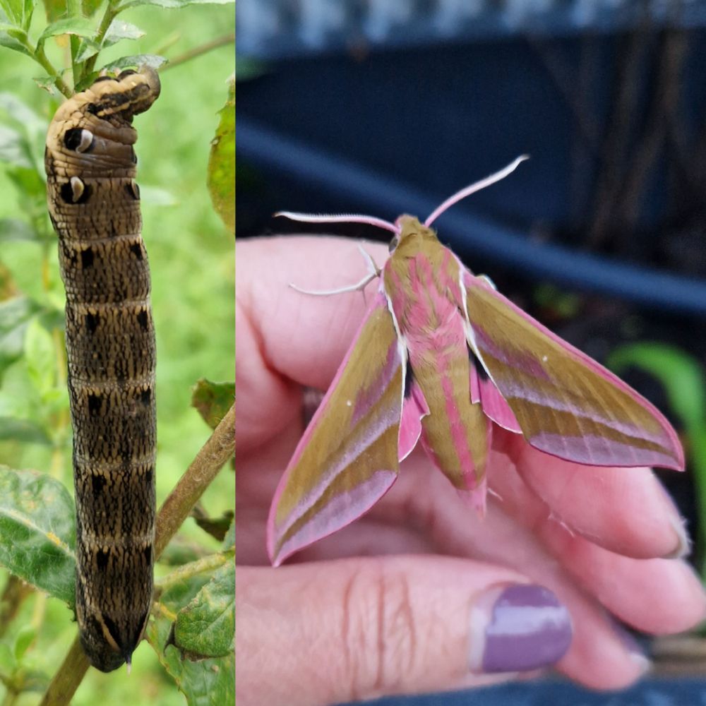 Left photo is the larvae of the elephant hawk moth. The right is the adult.