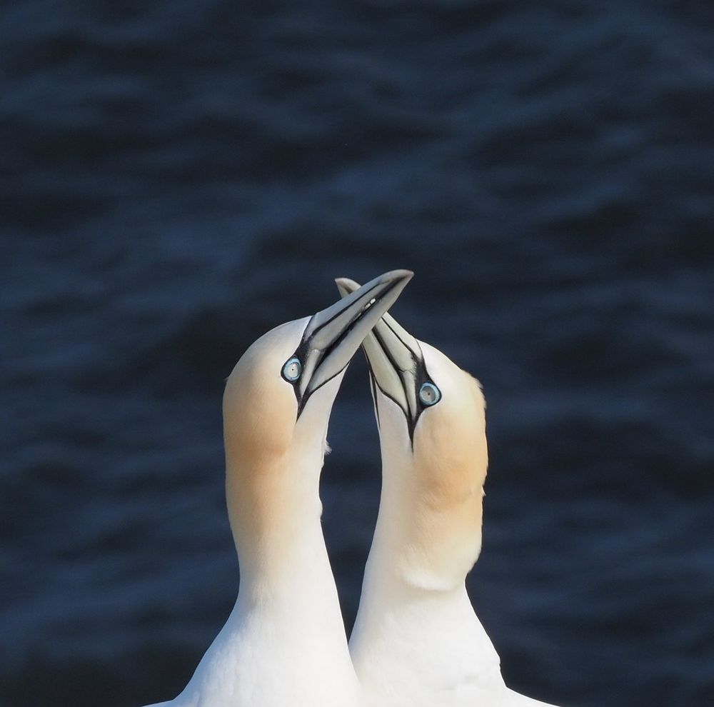 Gannet birds greeting each other.