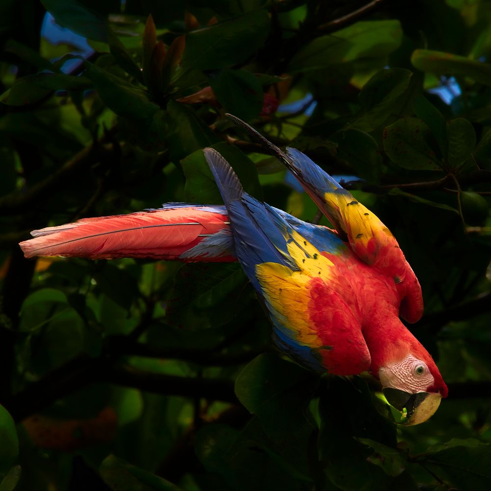 Scarlet macaw sitting sideways on a tree.