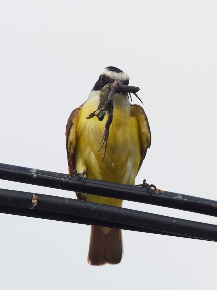Great kiskadee, Pitangus sulphuratus, eating a small lizard!