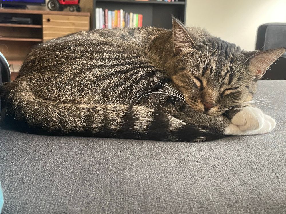 A brown tabby cat curled up sleeping on a couch 