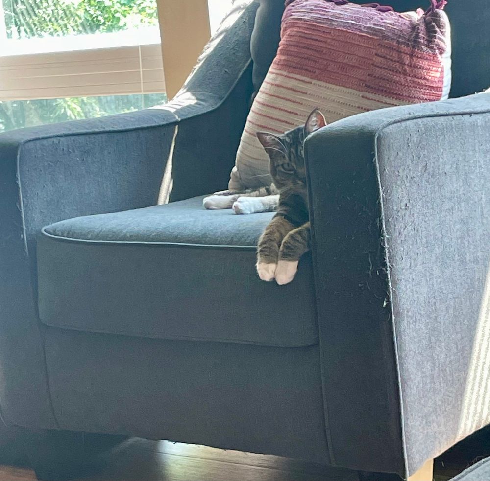 A brown tabby with white paws sits on an armchair. 
