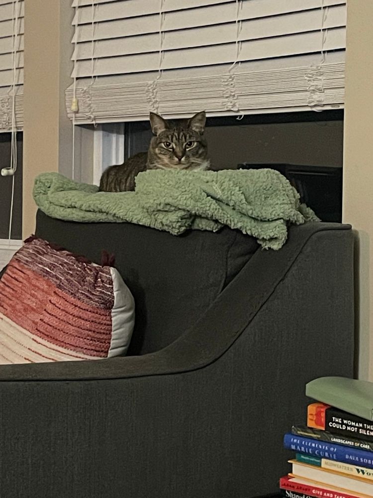A brown tabby cat sitting on a blanket on the back of an armchair. 