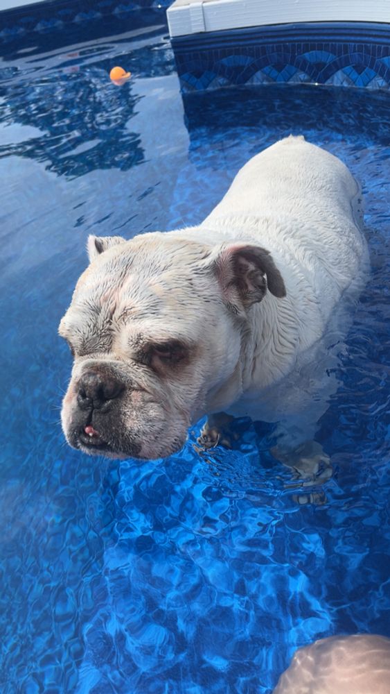 A dog standing in a pool