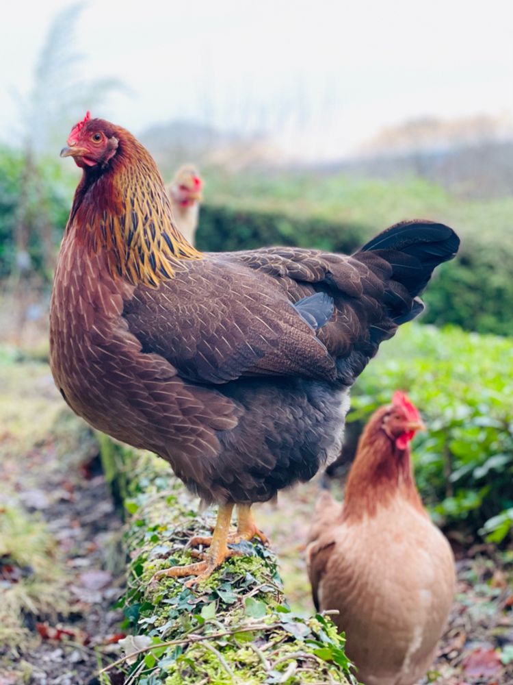 A Welsummer hen, in beautiful condition, stands proudly on a low wall.