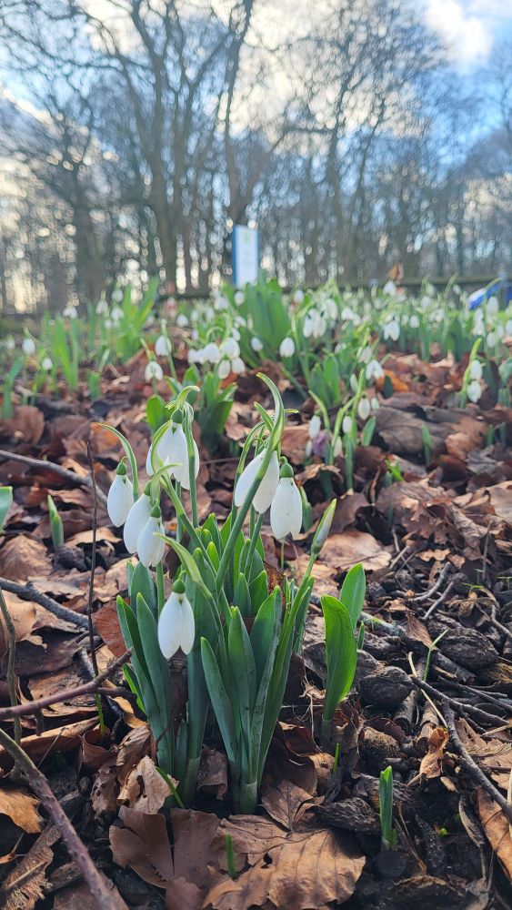 Snowdrops growing in a park. The flowers are white and bell shaped, on a green stem. Brown leaves scatter the ground around them and trees are in the background.