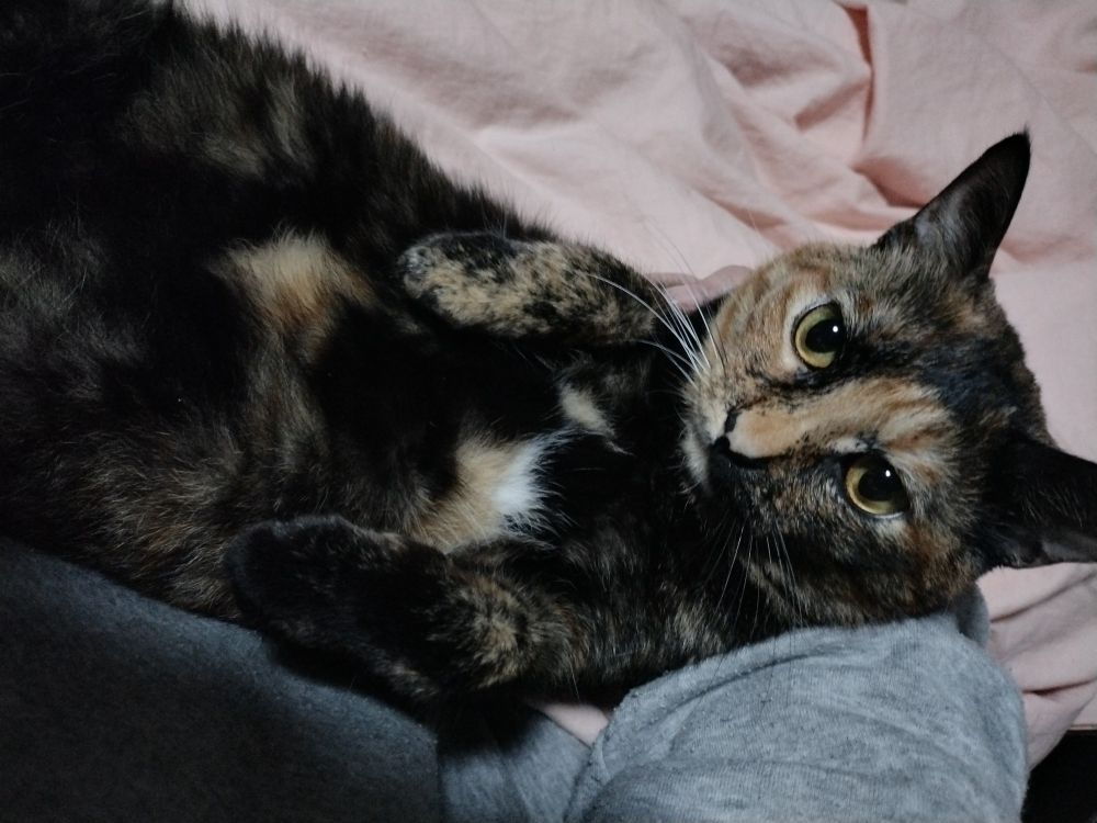 人間のお膝に仰向けに抱っこされているサビ猫ちゃん。お腹の毛並みが可愛い。